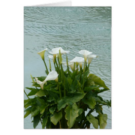 White Calla Lilies und Water Blank Grußkarte