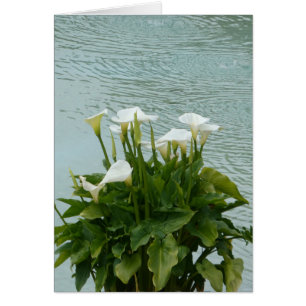White Calla Lilies und Water Blank Grußkarte