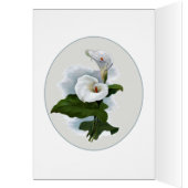 White Calla Lily, Beileid, Loss von Lieben (Innen (Links))