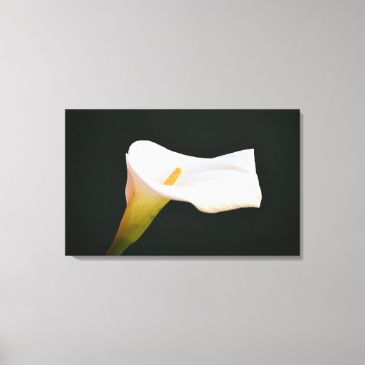 White Calla Lily Blume Dramatisches Fotografieren Leinwanddruck (Vorderseite)