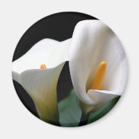 White Calla Lily Blume Round Magnet