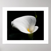 White Calla Lily Floral Fotografie Poster (Vorne)