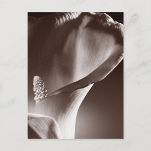 White Calla Lily Flower Black Background Postkarte