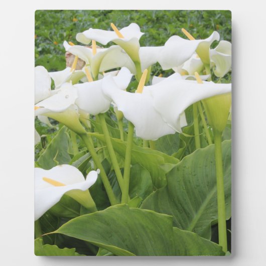 White Calla Lily Fotoplatte (Vorderseite)