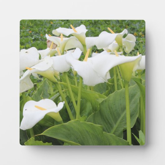 White Calla Lily Fotoplatte (Vorderseite)
