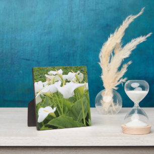 White Calla Lily Fotoplatte