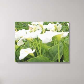 White Calla Lily Leinwanddruck