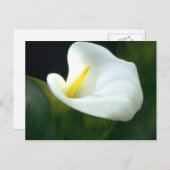 White Calla Lily Postcard Postkarte (Vorne/Hinten)