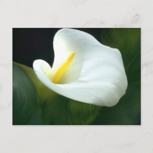 White Calla Lily Postcard Postkarte (Vorderseite)