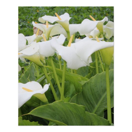 White Calla Lily Poster (Vorderseite)