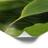 White Calla Lily Poster (Ecke)