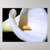 White Calla Lily Poster (Vorne)