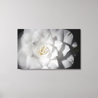 White Camelia Leinwanddruck