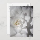White Camelia Postkarte (Vorne/Hinten)