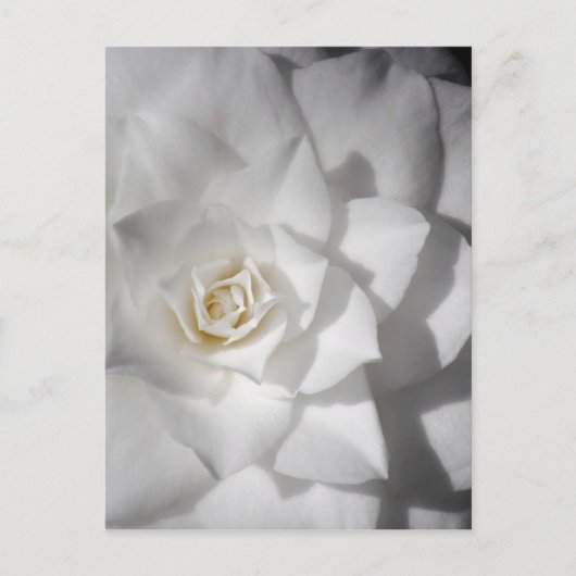 White Camelia Postkarte (Vorderseite)