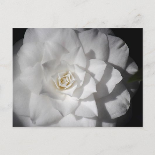 White Camelia Postkarte (Vorderseite)