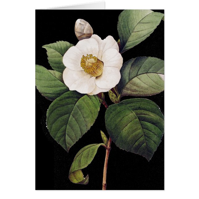 White Camellia (Vorne)