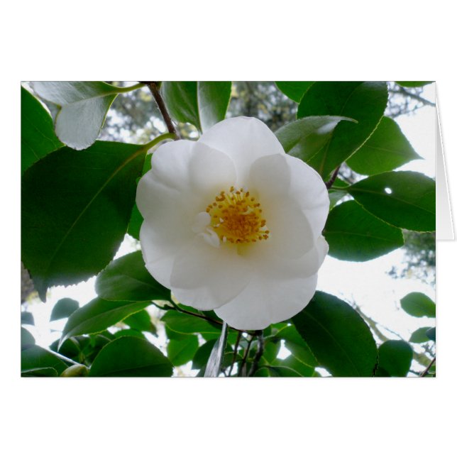 White Camellia (Vorderseite (Horizontal))