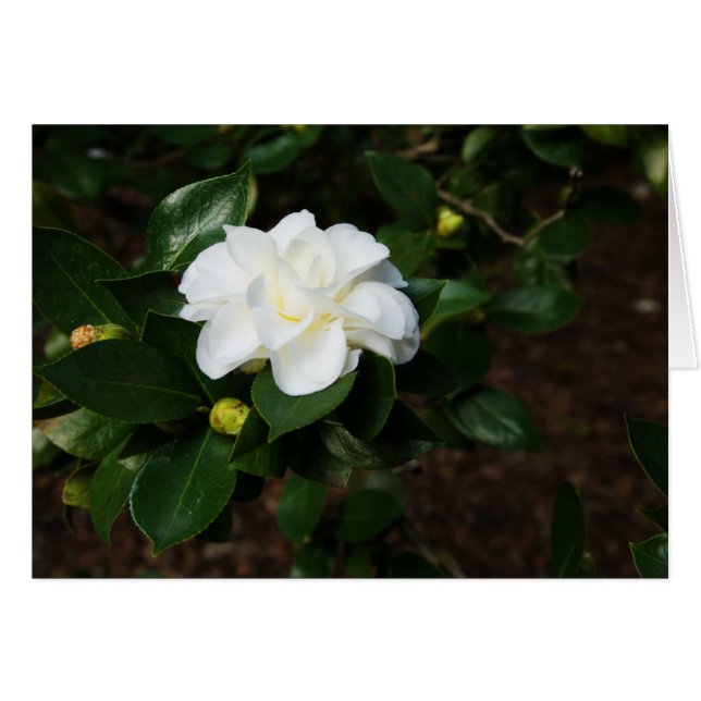 White Camellia (Vorderseite (Horizontal))