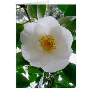 White Camellia