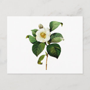 White Camellia by Pierre Joseph Redoute Postkarte