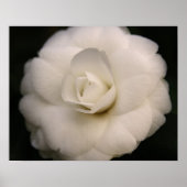 White Camellia Poster (Vorne)