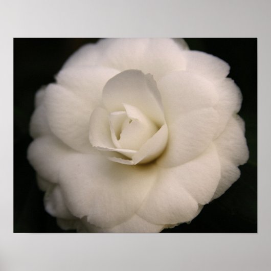 White Camellia Poster (Vorne)