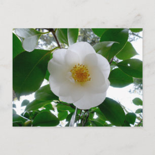 White Camellia Postkarte