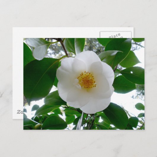 White Camellia Postkarte (Vorne/Hinten)