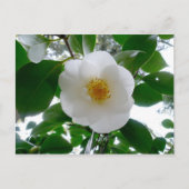 White Camellia Postkarte (Vorderseite)