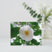 White Camellia Postkarte (Stehend Vorderseite)