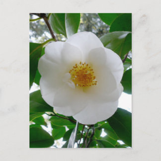 White Camellia Postkarte