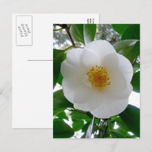 White Camellia Postkarte (Vorne/Hinten)