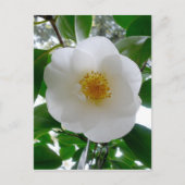 White Camellia Postkarte (Vorderseite)