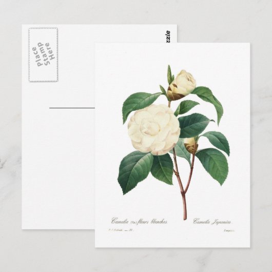 White Camellia Postkarte (Vorne/Hinten)