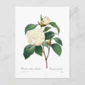 White Camellia Postkarte (Vorderseite)