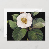 White Camellia Postkarte (Vorne/Hinten)