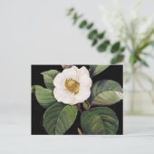 White Camellia Postkarte (Stehend Vorderseite)