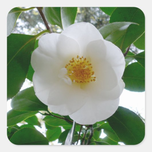 White Camellia Quadratischer Aufkleber (Vorderseite)
