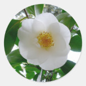 White Camellia Runder Aufkleber (Vorderseite)