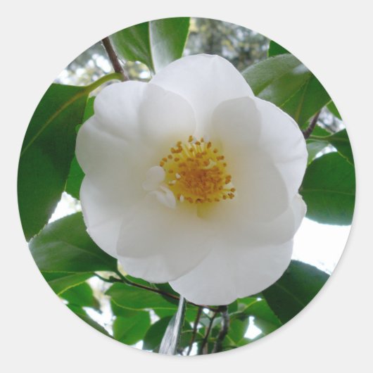 White Camellia Runder Aufkleber (Vorderseite)