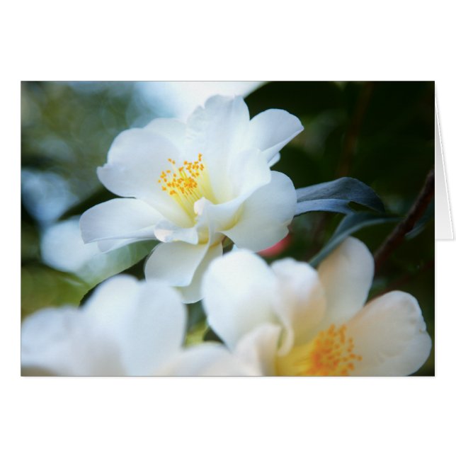White Camellias Cards (Vorderseite (Horizontal))