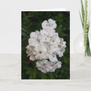 White Carnation Flowers Karte