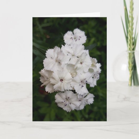 White Carnation Flowers Karte (Vorderseite)