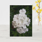 White Carnation Flowers Karte (Gelbe Blume)