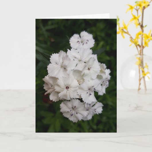 White Carnation Flowers Karte (Gelbe Blume)