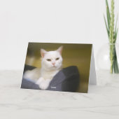 White Cat Funny Birthday Card Karte (Rückseite)
