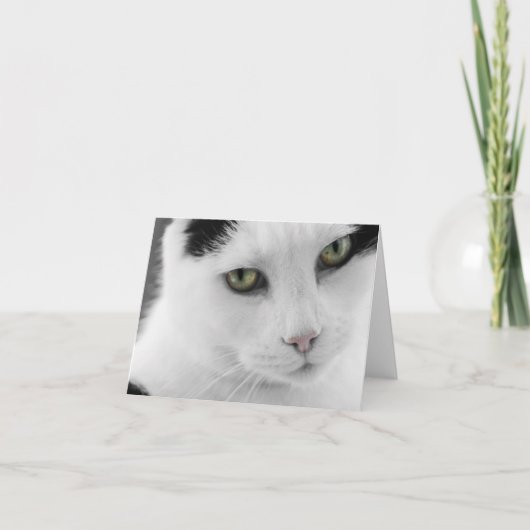 White Cat Note Card Karte (Vorderseite)