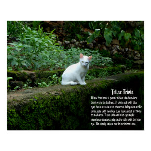 White Cat Trivia Poster