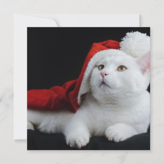 White Cat Weihnachtskarte Karte (Vorderseite)